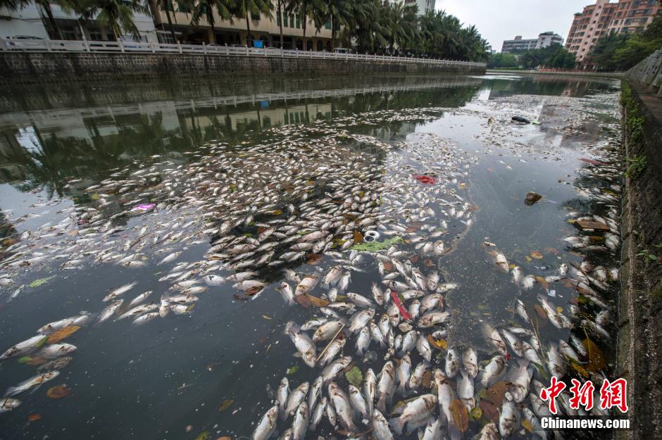 ?？诿郎岷蝇F(xiàn)大面積死魚 河面蔓延超一公里長