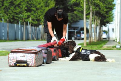 搜油犬正在進行日常訓練。