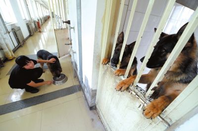 馴犬員給搜油犬準備晚餐。