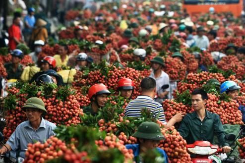 越南工商部號(hào)召全民吃荔枝 因出口中國遇阻