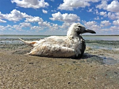 死去的鳥兒達到200多只，還有鳥兒在湖邊淤泥中掙扎著。
