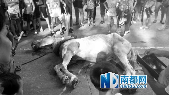 死馬拉的車(chē)。 游客圍觀死馬。游客供圖
