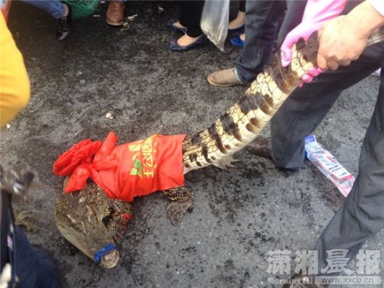 車上的鱷魚爬上路面。記者 向帥