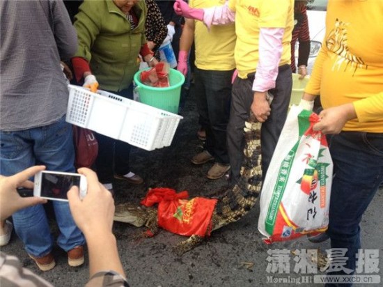 鱷魚被車主抓到。