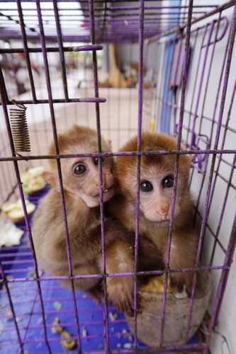 獼猴、麂子、白鷴、果子貍、豪豬、豺狗、熊、竹鼠等國家保護野生動物或瀕危物種，在此成為各路食客的盤中餐