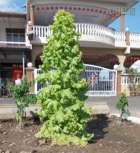 馬口親善花園居民李亞德種出“高人一等”的生菜，這棵3英尺高的生菜好像圣誕樹，令人稱奇。