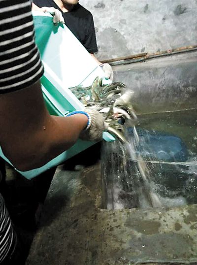 主人將撈上來(lái)的魚放進(jìn)魚池。