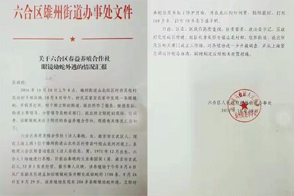 交匯點10月10日消息， 10日晚上，一則消息在南京人的朋友圈和微信群里瘋傳，網(wǎng)傳消息稱：六合雄州街道山北村一個農莊私自養(yǎng)眼鏡蛇，幾天前突然跑出來了，估計二三百條。交匯點記者向六合區(qū)委宣傳部相關人士求證，證實了此事確實發(fā)生。