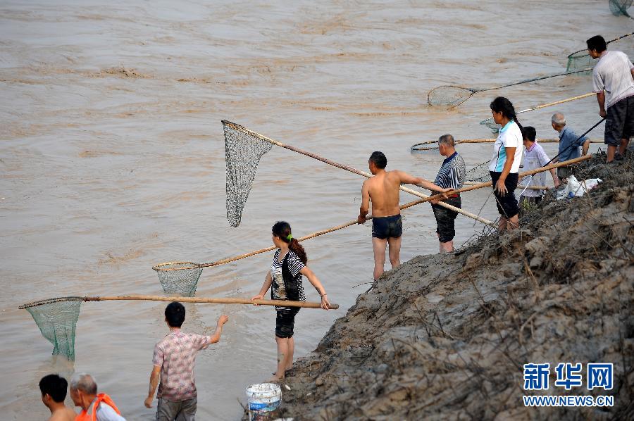 7月6日,在山西省平陸縣黃河岸邊,人們在河邊捕撈黃河“流魚”。