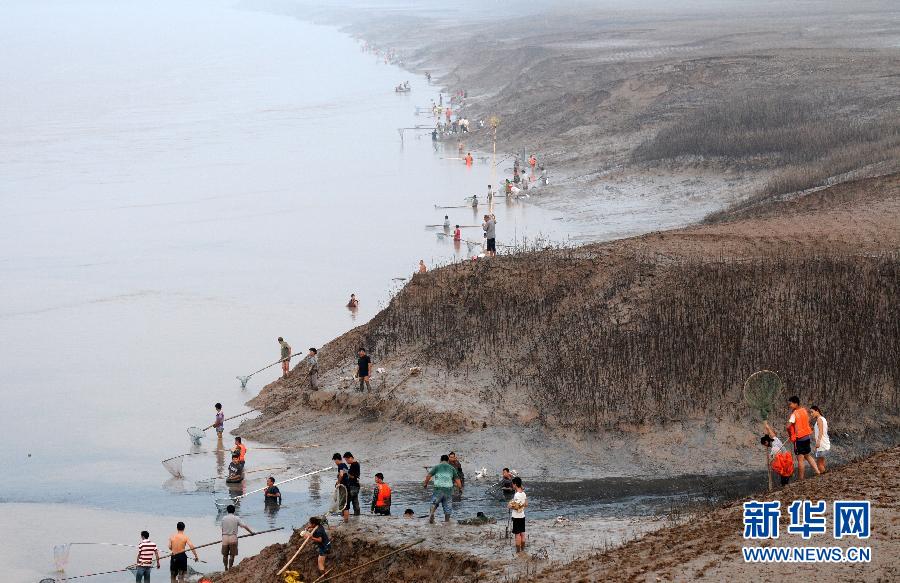  7月6日,在山西省平陸縣黃河岸邊,人們在捕撈黃河“流魚”。