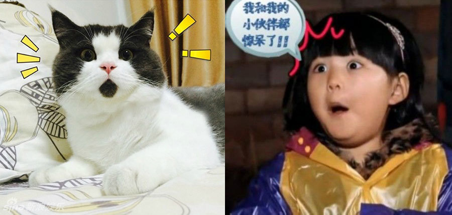 不小心就撞臉了！盤(pán)點(diǎn)動(dòng)物界的明星相