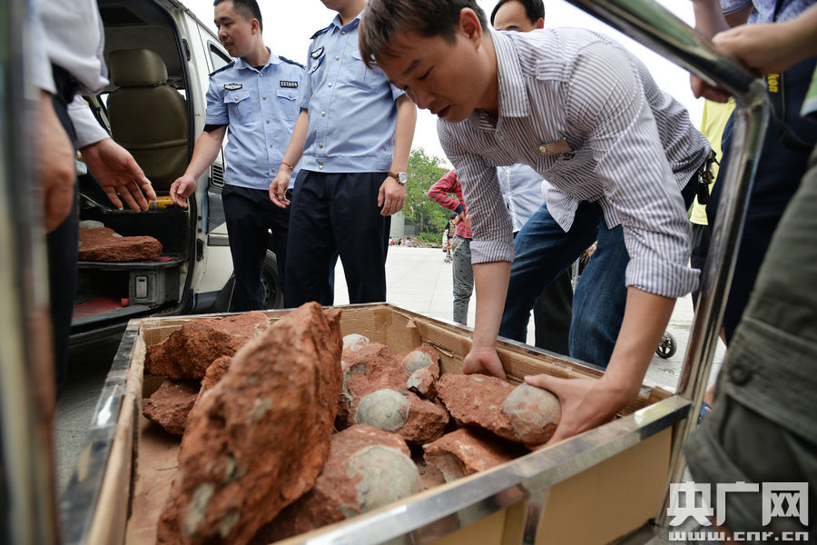 2015年4月19日，廣東河源，道路改造施工現(xiàn)場，挖出一大窩恐龍蛋化石。