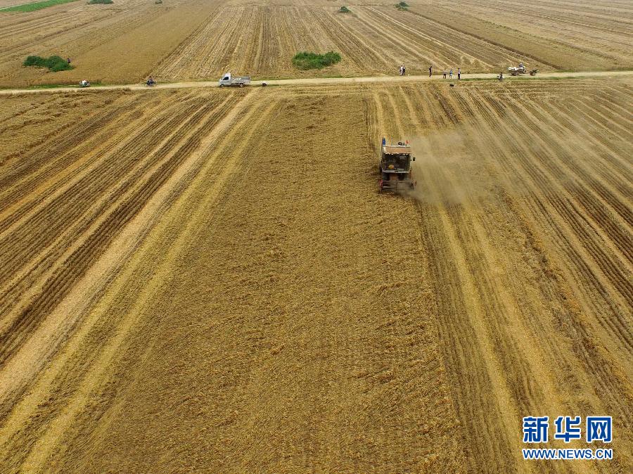 這是5月28日在河南省南陽市唐河縣甘河灣村航拍的麥收現(xiàn)場。