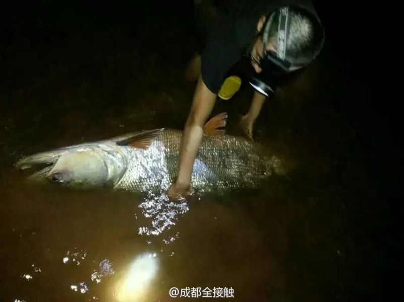 圖為父子倆發(fā)現(xiàn)大魚。