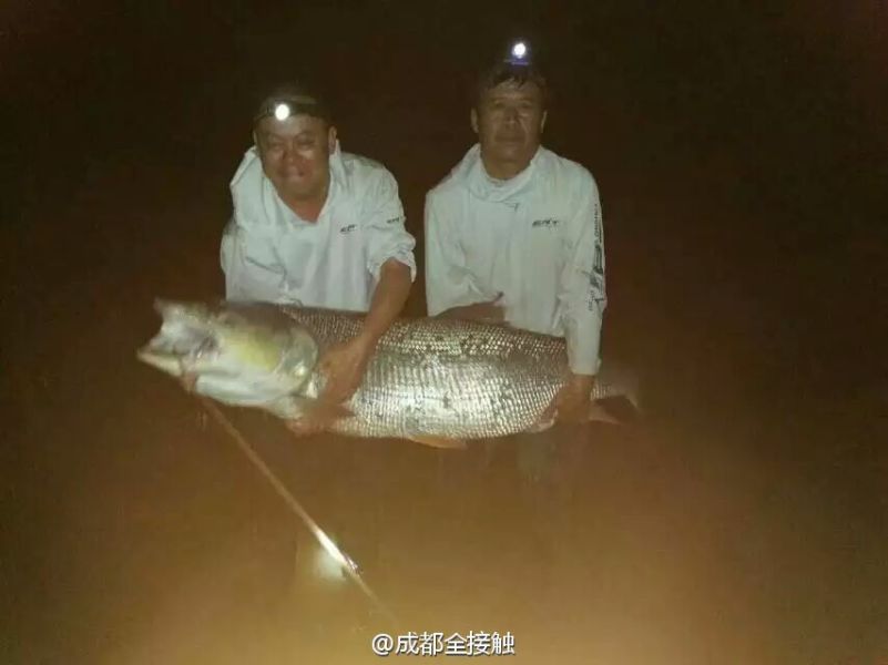 　圖為大魚需要兩個人抱起。
