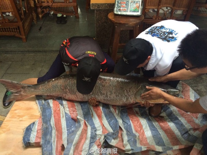 圖為父子倆翻動大魚。