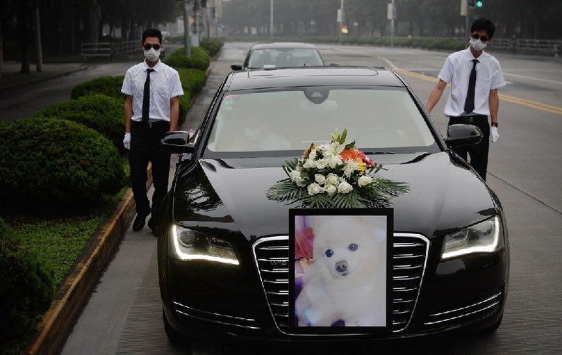 著寵物狗靈柩的車隊(duì)緩緩開往悼念室。