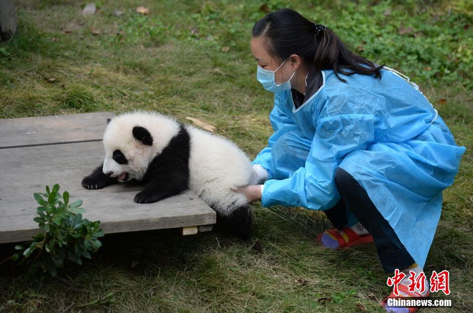 一名飼養(yǎng)員正幫助一只小大熊貓練習攀爬。