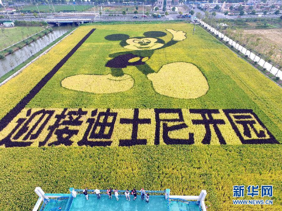 10月25日，游客在觀景臺上觀賞“米老鼠”稻田畫。