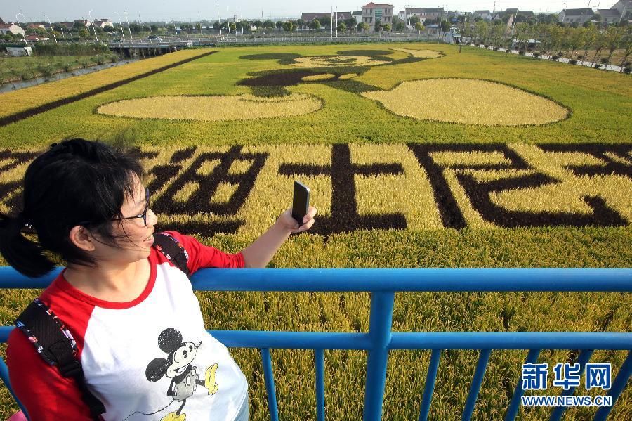 10月25日，游客在觀景臺上觀賞“米老鼠”稻田畫。