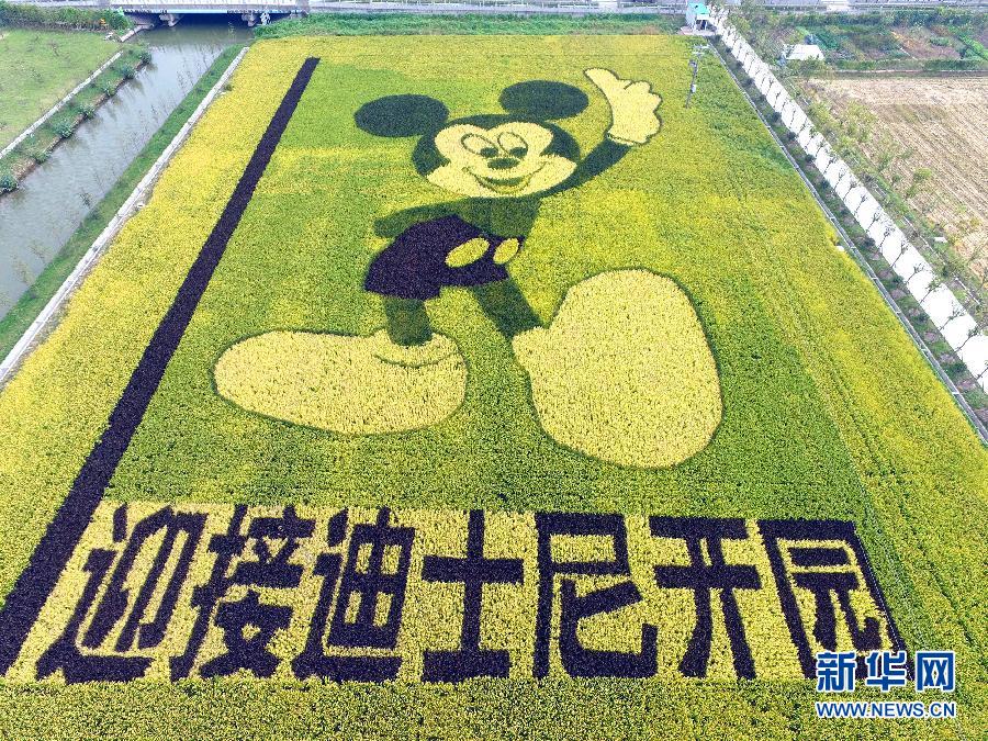 10月25日，游客在觀景臺上觀賞“米老鼠”稻田畫。