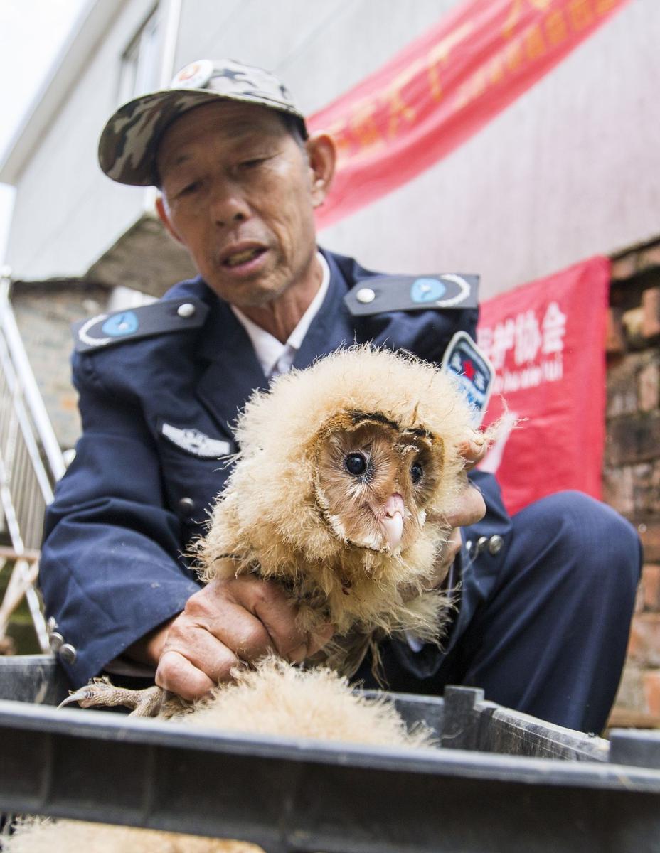 這5只雛鳥長得既像貓頭鷹，又像老鷹，危億玲和她丈夫便上網(wǎng)查詢，也沒查出來到底是什么動(dòng)物。因?yàn)閾?dān)心這些雛鳥是保護(hù)動(dòng)物，放在自己家里會養(yǎng)不好，危億玲便聯(lián)系上了都昌縣林業(yè)局野生動(dòng)植物保護(hù)管理站。