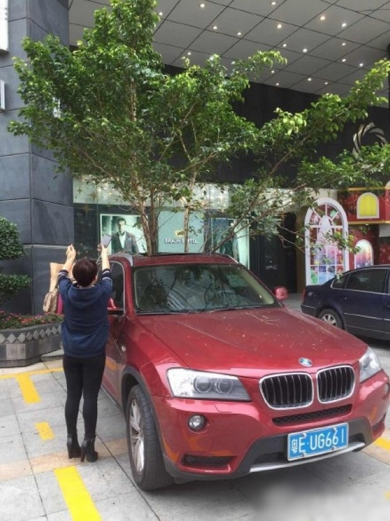 一輛停在停車位上的寶馬轎車，被墜落的樹枝砸中，樹枝徑直插入車內(nèi)，現(xiàn)場(chǎng)引發(fā)不少市民圍觀拍照。