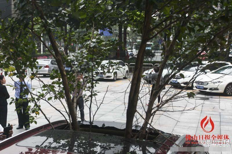 一輛停在停車位上的寶馬轎車，被墜落的樹枝砸中，樹枝徑直插入車內(nèi)，現(xiàn)場(chǎng)引發(fā)不少市民圍觀拍照。