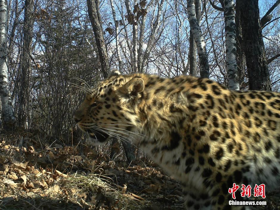 黑龍江老爺嶺保護(hù)區(qū)多次拍到野生東北虎、豹影像