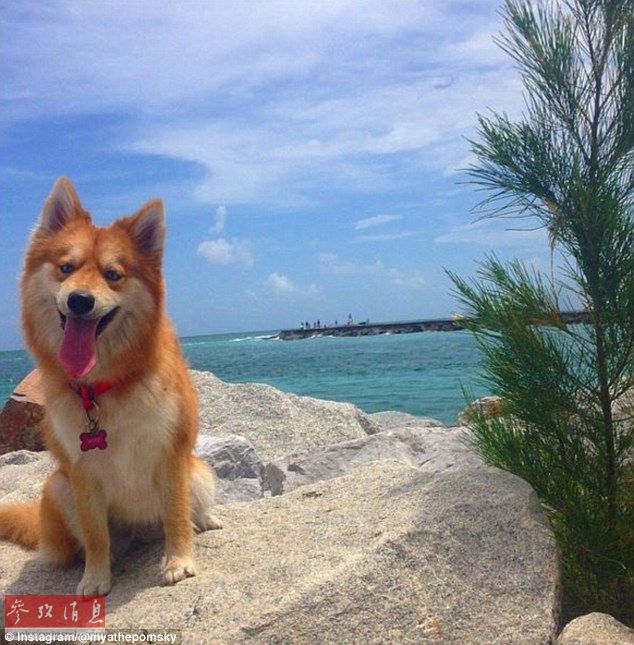狐貍還是狗？藍(lán)眼睛萌寵走紅網(wǎng)絡(luò)