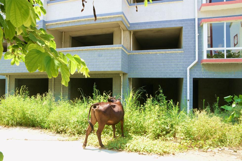 2016年7月26日，村民在廣西來賓市忻城縣隆達山水福城荒廢別墅間放牛。