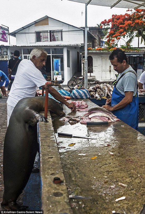 厄瓜多爾海獅成魚(yú)攤“?？汀?排隊(duì)“買”金槍魚(yú)