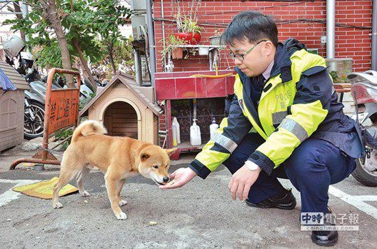 圖中這只柴犬生性好動，逢人就搖起臀部及尾巴