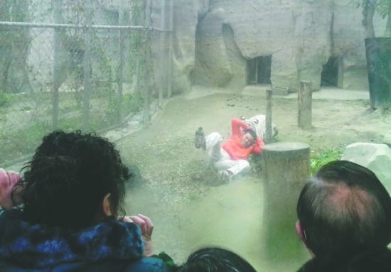 昨日，成都動物園，男子進入白虎活動區(qū)后被白虎拖行。動物園出動50多人成功營救下他
