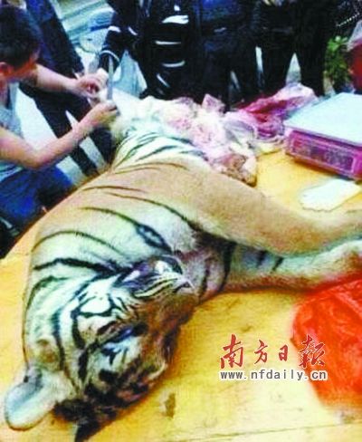 　殺虎現(xiàn)場。由匿名受訪人提供