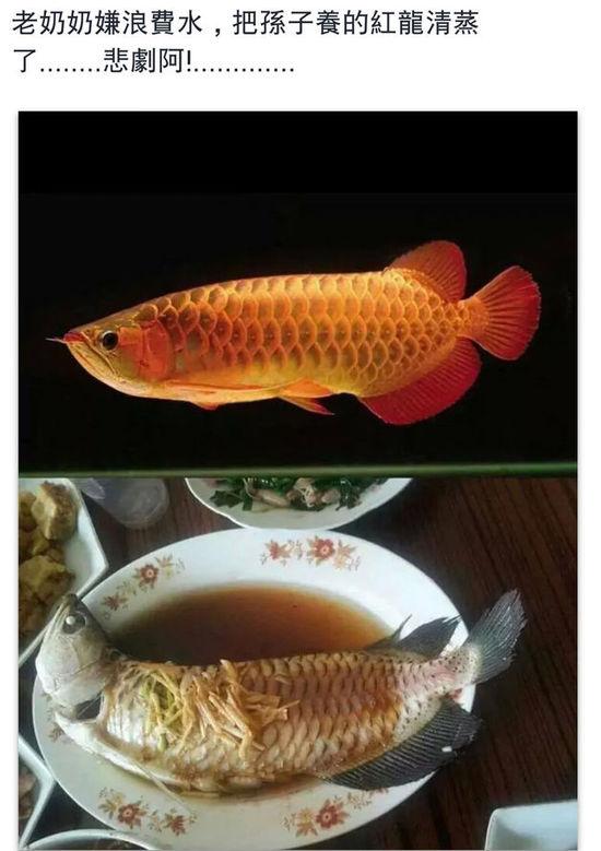 老奶奶嫌浪費(fèi)水,把孫子養(yǎng)的紅龍清蒸了。圖片取自臺媒