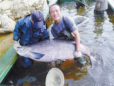 河南水庫捕到147斤重大青魚，長1.76米。