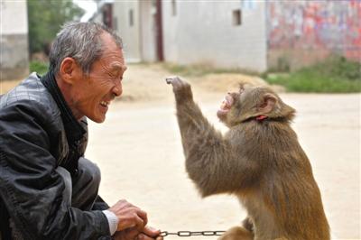 10月13日，新野縣鮑灣村耍猴人楊林貴蹲在家門口和自己的猴子玩耍。楊林貴，耍猴近三十年。