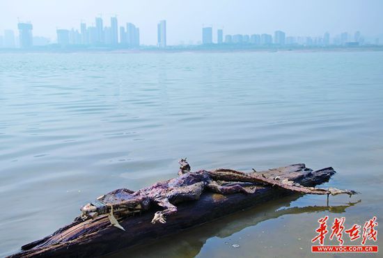 23日上午，瀏陽(yáng)河與湘江交匯的地方發(fā)現(xiàn)了一條鱷魚的尸骸。