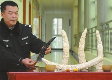1月5日，辦案民警展示擋獲的犀牛角、盔犀鳥頭、象牙制品。