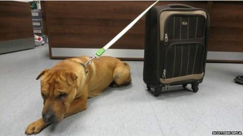 這只雄性的雜交沙皮犬被連同行李箱被拴在火車站外的欄桿上。