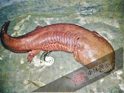 巫山抱龍鎮(zhèn)的超級娃娃魚。