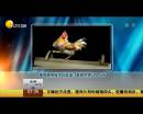 雄雞靚照催生優(yōu)質(zhì)蛋？看臉世界讓人心碎