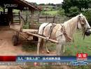 馬兒“倒車(chē)入庫(kù)”技術(shù)嫻熟準(zhǔn)確