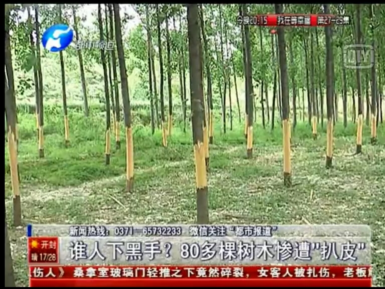 80多棵樹被“扒皮” 誰痛下黑手？