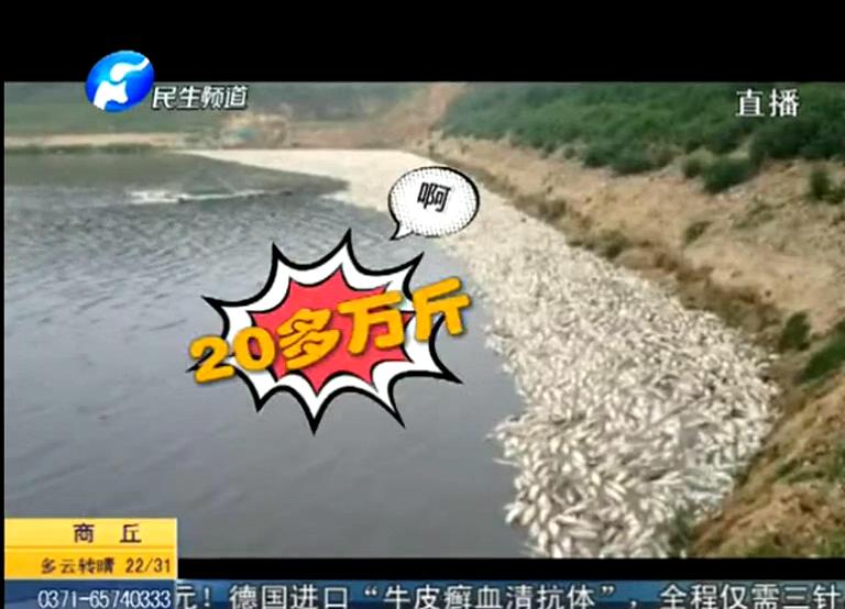 20萬斤魚翻肚因缺氧？