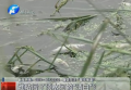 誰玷污了須水河的“清白”？