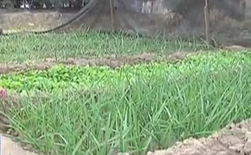 生態(tài)廊道變菜園 誰干的？