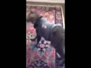 醉酒的貓咪回到家后各種搞笑！