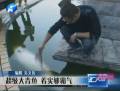 漁民水庫(kù)撈到超大魚(yú) 身長(zhǎng)1.6米